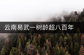 云南易武一樹(shù)齡超八百年古茶樹(shù)死亡，當(dāng)?shù)卦磕杲M織村民拜謁