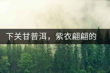 下關(guān)甘普洱，紫衣翩翩的綺麗小餅