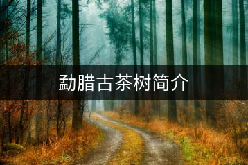 勐臘古茶樹簡(jiǎn)介