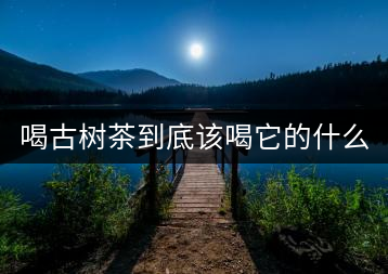 喝古樹茶到底該喝它的什么？