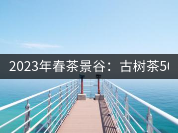 2023年春茶景谷：古樹茶500-600元／公斤，紫芽茶300-480元／公斤，白芽茶1200-2000元／公斤。