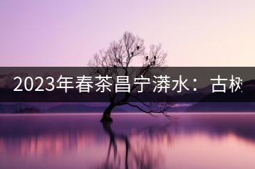 2023年春茶昌寧漭水：古樹混采純料480-600元／公斤，大樹360-420元／公斤，臺地260-300元／公斤，古樹單株均價880-1200元／公斤。