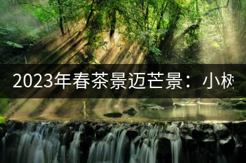 2023年春茶景邁芒景：小樹200元／公斤，古樹：600-800元／公斤
