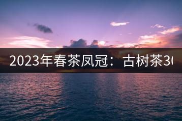 2023年春茶鳳冠：古樹茶3000-5000元／公斤
