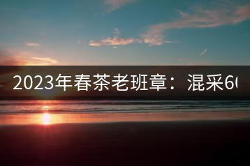 2023年春茶老班章：混采6000-8000元／公斤，挑采：12000元／公斤