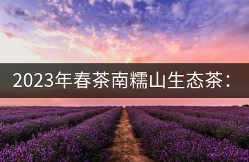 2023年春茶南糯山生態(tài)茶：200-300元／公斤，古樹：900-1500元／公斤