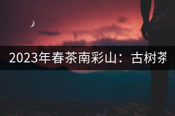 2023年春茶南彩山：古樹茶2000-2200元／公斤，大樹混采1200-1500元／公斤。