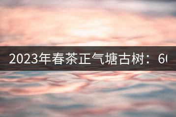 2023年春茶正氣塘古樹：600-800元／公斤