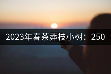 2023年春茶莽枝小樹：250元／公斤， 古樹：1000-1200元／公斤