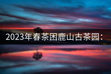 2023年春茶困鹿山古茶園：大樹8000-12000元／公斤，周邊小樹200-300元／公斤