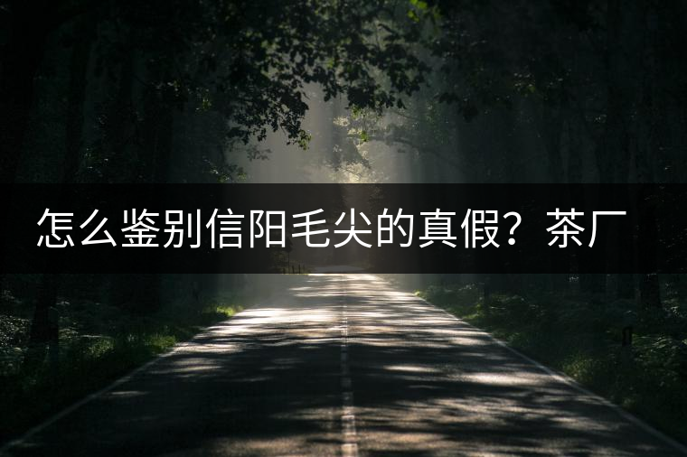 怎么鑒別信陽毛尖的真假？茶廠小姐姐親自告訴你茶葉的等級