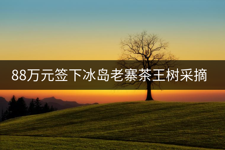 88萬元簽下冰島老寨茶王樹采摘權(quán)，誰說這是“競價交易”？
