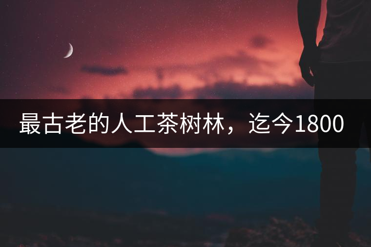 最古老的人工茶樹林，迄今1800年歷史，將申報世界文...最古老的人工茶樹林，迄今1800年歷史，將申報世界文化遺產(chǎn)