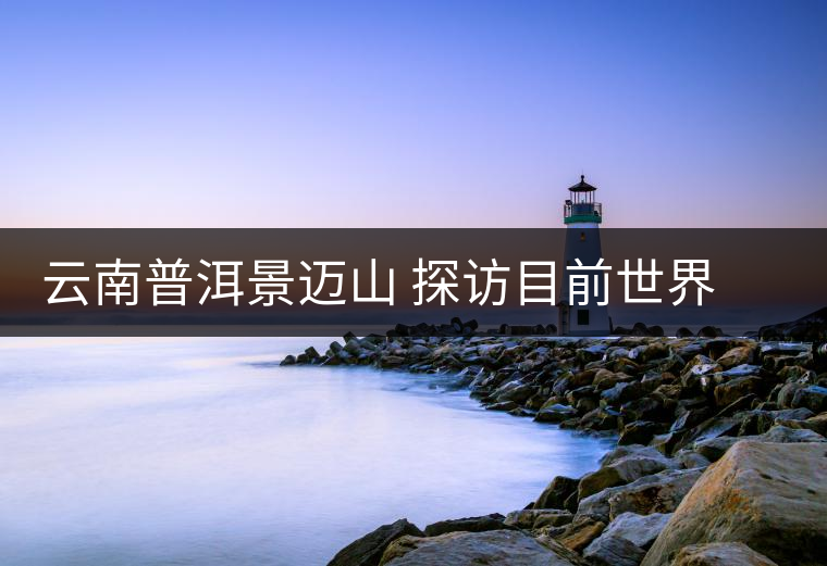 云南普洱景邁山 探訪目前世界上面積最大、年代最久遠的古茶園