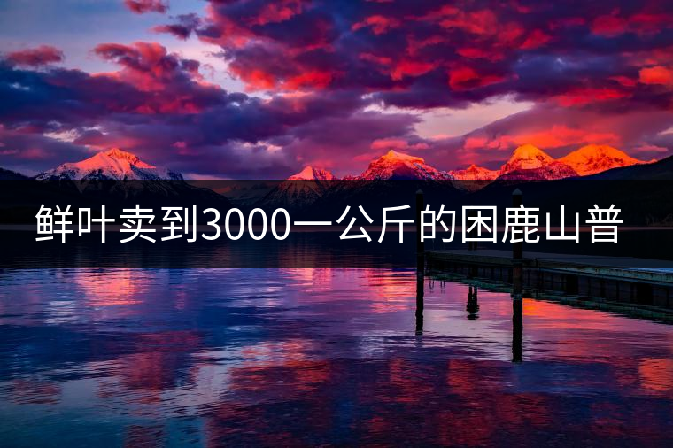 鮮葉賣到3000一公斤的困鹿山普洱茶，口感如何？