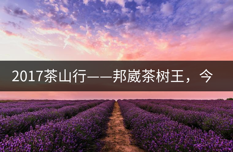 2017茶山行——邦崴茶樹王，今天你是長(zhǎng)這樣