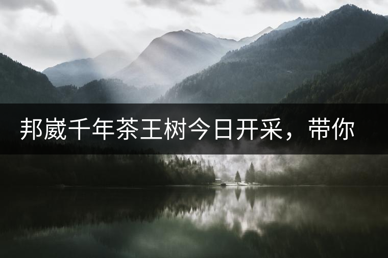 邦崴千年茶王樹今日開采，帶你了解被低估的邦崴古樹茶邦崴千年茶王樹今日開采，帶你了解被低估的邦崴古樹茶