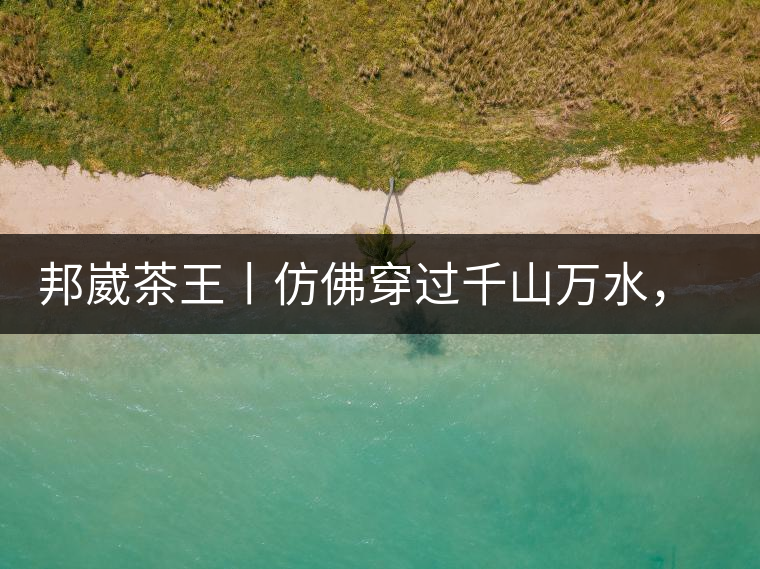 邦崴茶王丨仿佛穿過千山萬(wàn)水，就是為了它而來(lái)邦崴茶王丨仿佛穿過千山萬(wàn)水，就是為了它而來(lái)