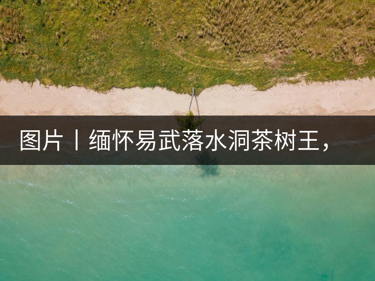 圖片丨緬懷易武落水洞茶樹王，犧牲前的樣貌圖片丨緬懷易武落水洞茶樹王，犧牲前的樣貌