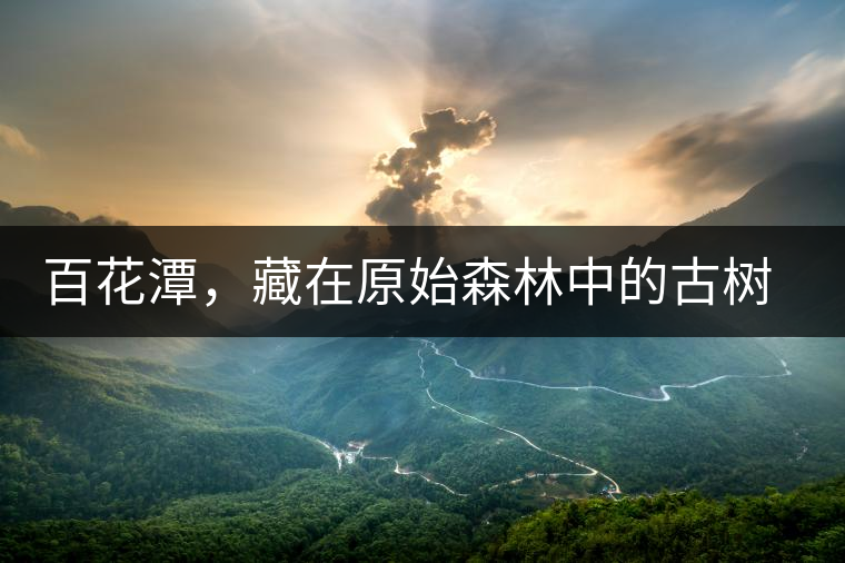 百花潭，藏在原始森林中的古樹仙境百花潭，藏在原始森林中的古樹仙境