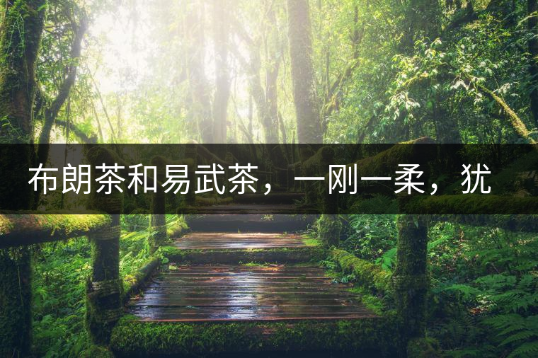 布朗茶和易武茶，一剛一柔，猶如洪拳與太極