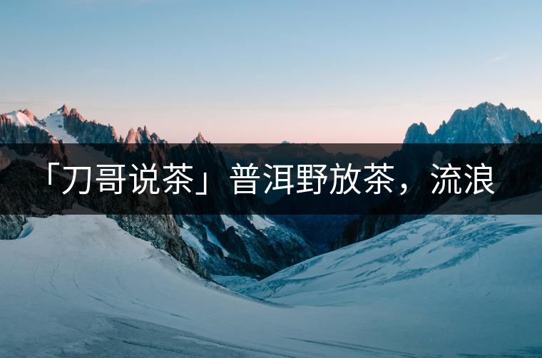 「刀哥說(shuō)茶」普洱野放茶，流浪狗的春天