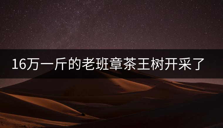 16萬(wàn)一斤的老班章茶王樹開采了，茶友果斷拉了一車現(xiàn)金去...16萬(wàn)一斤的老班章茶王樹開采了，茶友果斷拉了一車現(xiàn)金去！