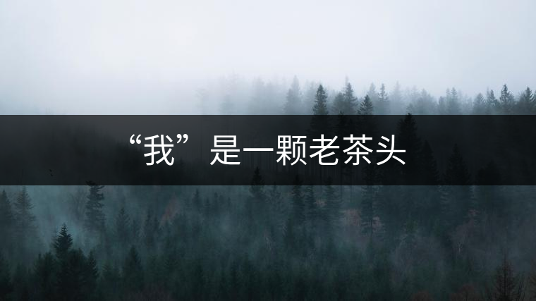 “我”是一顆老茶頭