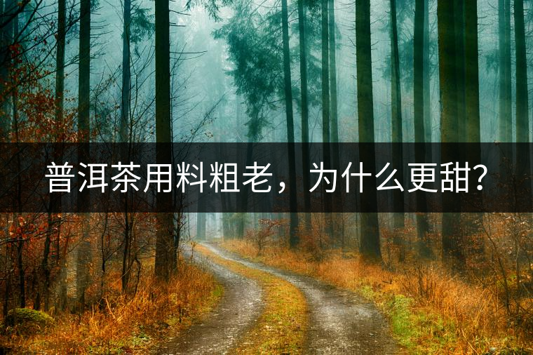 普洱茶用料粗老，為什么更甜？