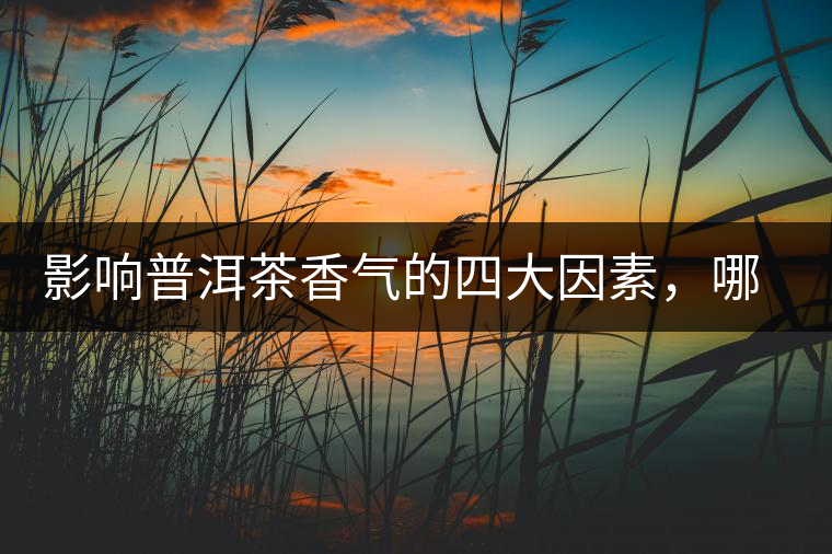 影響普洱茶香氣的四大因素，哪一個影響最大？