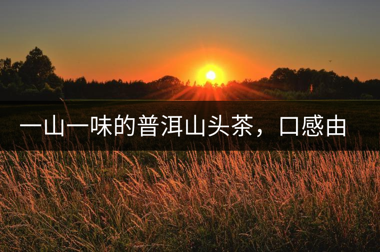 一山一味的普洱山頭茶，口感由這些因素決定