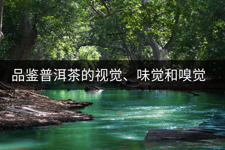 品鑒普洱茶的視覺、味覺和嗅覺指標