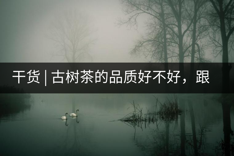 干貨 | 古樹茶的品質(zhì)好不好，跟耐泡度真的有關(guān)聯(lián)嗎？