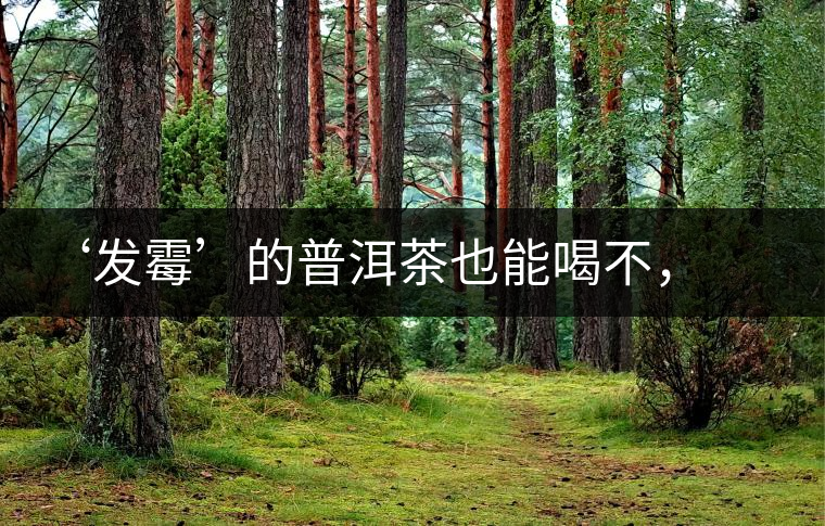 ‘發(fā)霉’的普洱茶也能喝不，看科學(xué)解釋