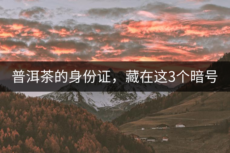 普洱茶的身份證，藏在這3個(gè)暗號(hào)中