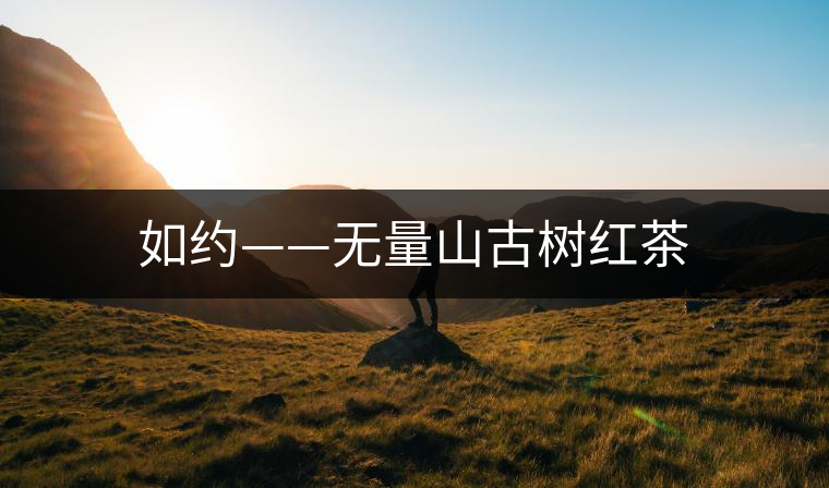 如約——無量山古樹紅茶