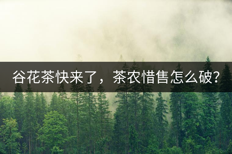 谷花茶快來了，茶農(nóng)惜售怎么破？