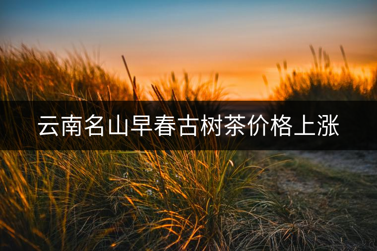 云南名山早春古樹茶價格上漲 云南名山早春古樹茶價格上漲