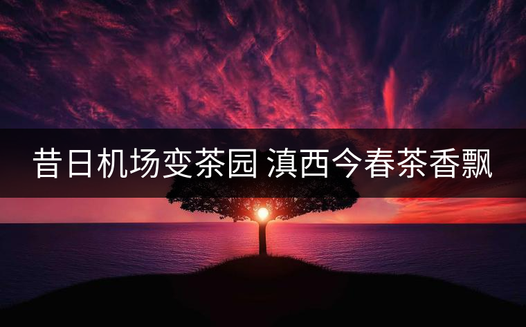 昔日機(jī)場變茶園 滇西今春茶香飄