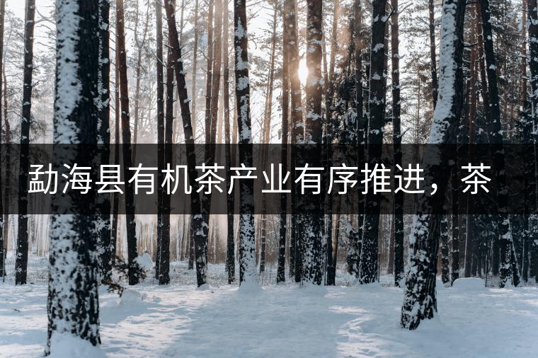 勐?？h有機(jī)茶產(chǎn)業(yè)有序推進(jìn)，茶產(chǎn)業(yè)已成為第一支柱產(chǎn)業(yè)