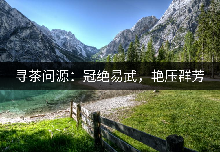 尋茶問源：冠絕易武，艷壓群芳