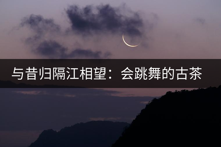 與昔歸隔江相望：會(huì)跳舞的古茶樹