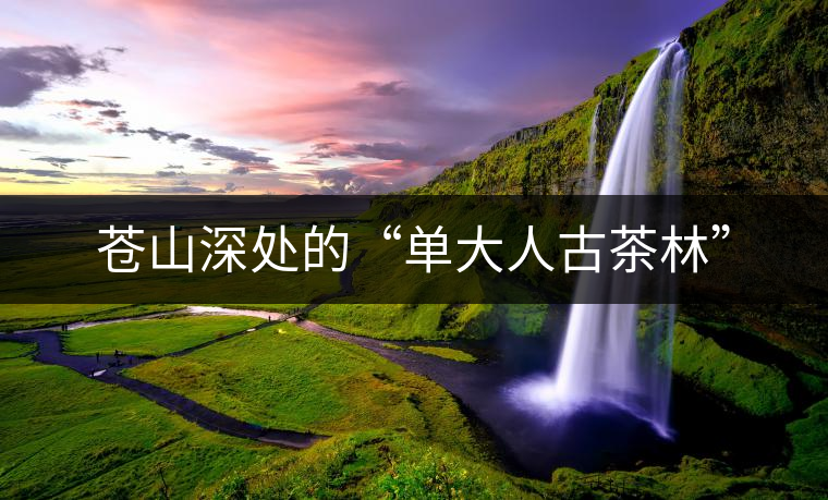 蒼山深處的“單大人古茶林”