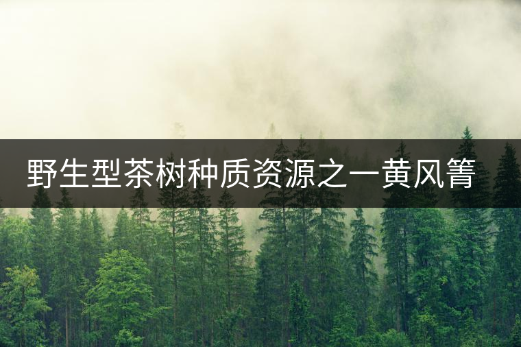 野生型茶樹(shù)種質(zhì)資源之一黃風(fēng)箐茶 野生型茶樹(shù)種質(zhì)資源之一黃風(fēng)箐茶