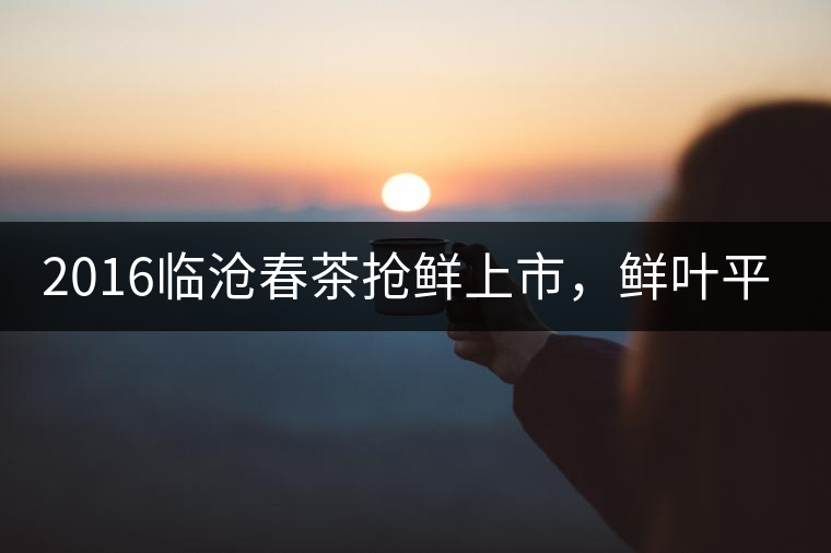 2016臨滄春茶搶鮮上市，鮮葉平均價(jià)同比去年減幅6.3%