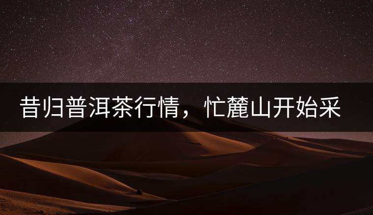 昔歸普洱茶行情，忙麓山開(kāi)始采制春茶