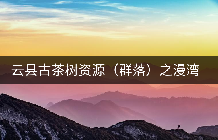 云縣古茶樹資源（群落）之漫灣鎮(zhèn)、茂蘭鎮(zhèn)大丙山