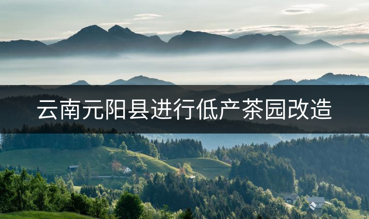 云南元陽(yáng)縣進(jìn)行低產(chǎn)茶園改造