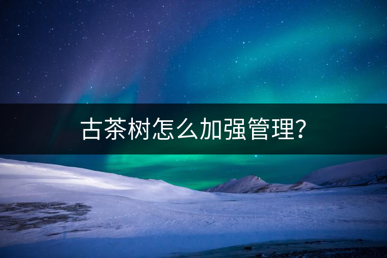 古茶樹怎么加強(qiáng)管理？