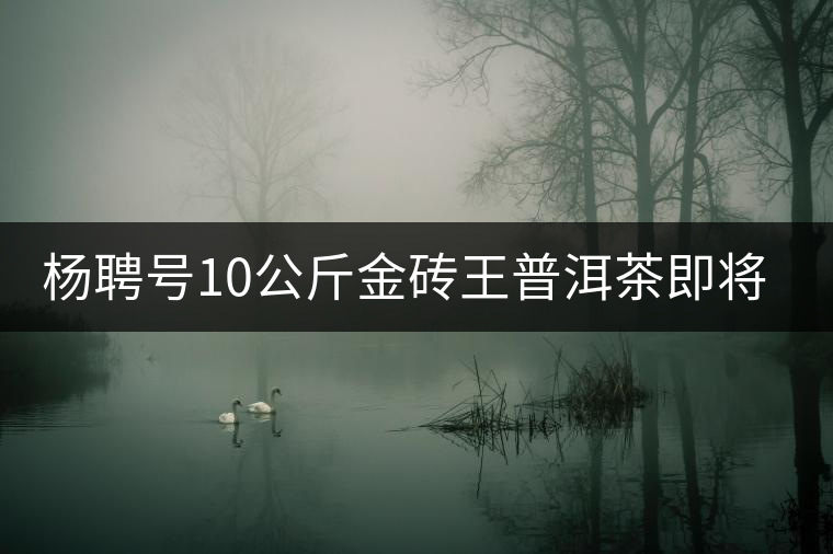 楊聘號(hào)10公斤金磚王普洱茶即將面世 楊聘號(hào)10公斤金磚王普洱茶即將面世